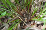 Flat spiked sedge